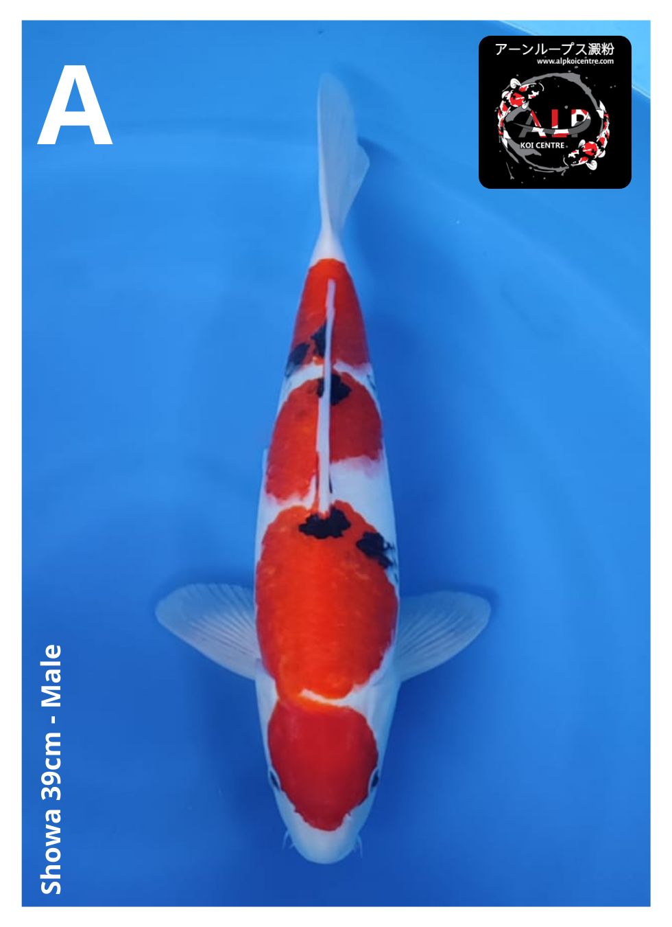 SHOWA 39cm