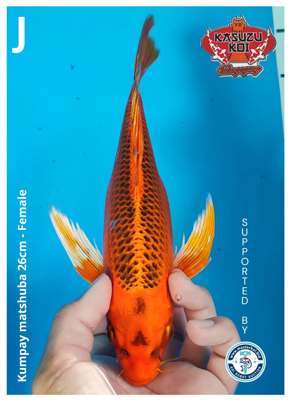 KUMPAY MATSHUBA 26cm