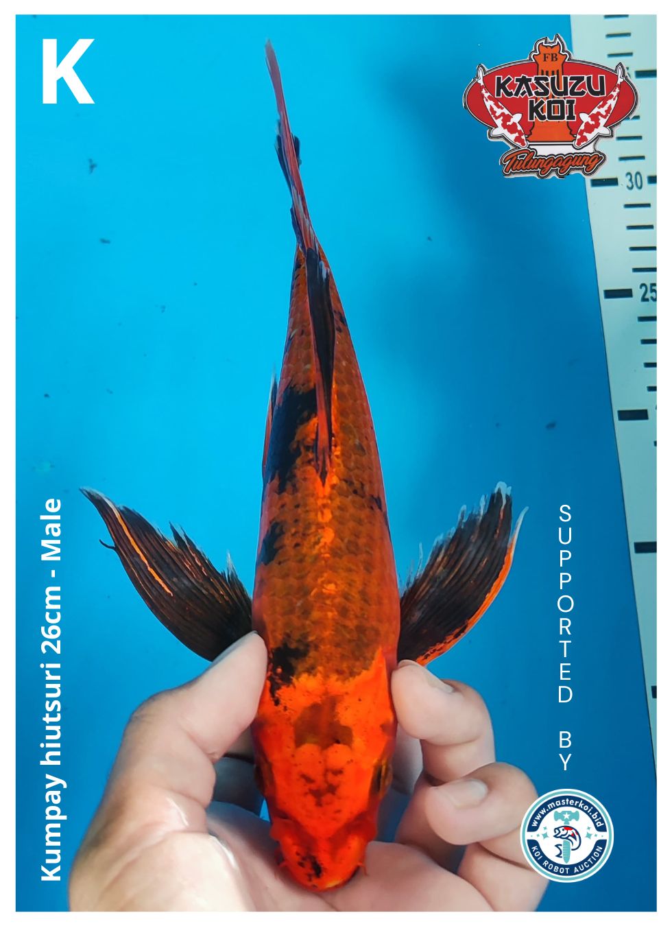 KUMPAY HIUTSURI 26cm