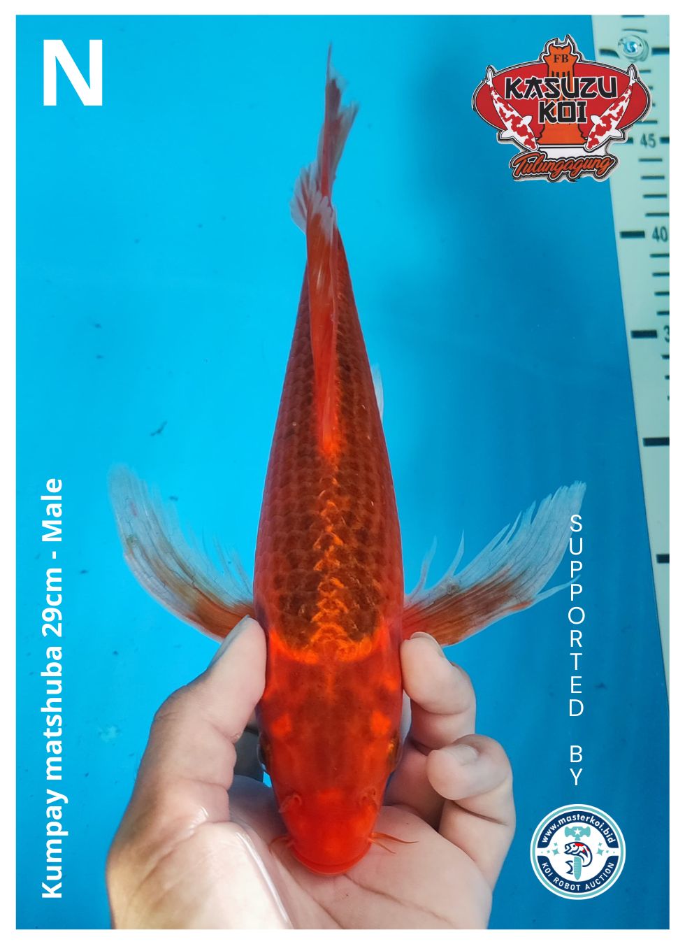 KUMPAY MATSHUBA 29cm