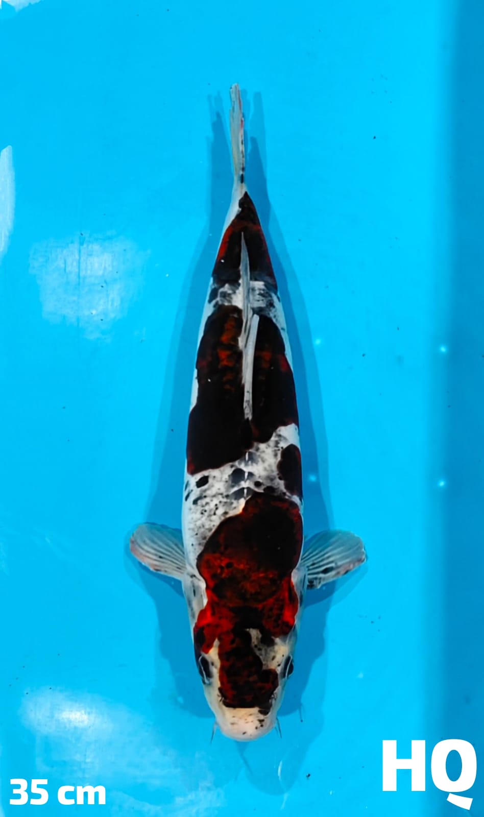 BUDHO GOROMO DOITSU HQ 35cm