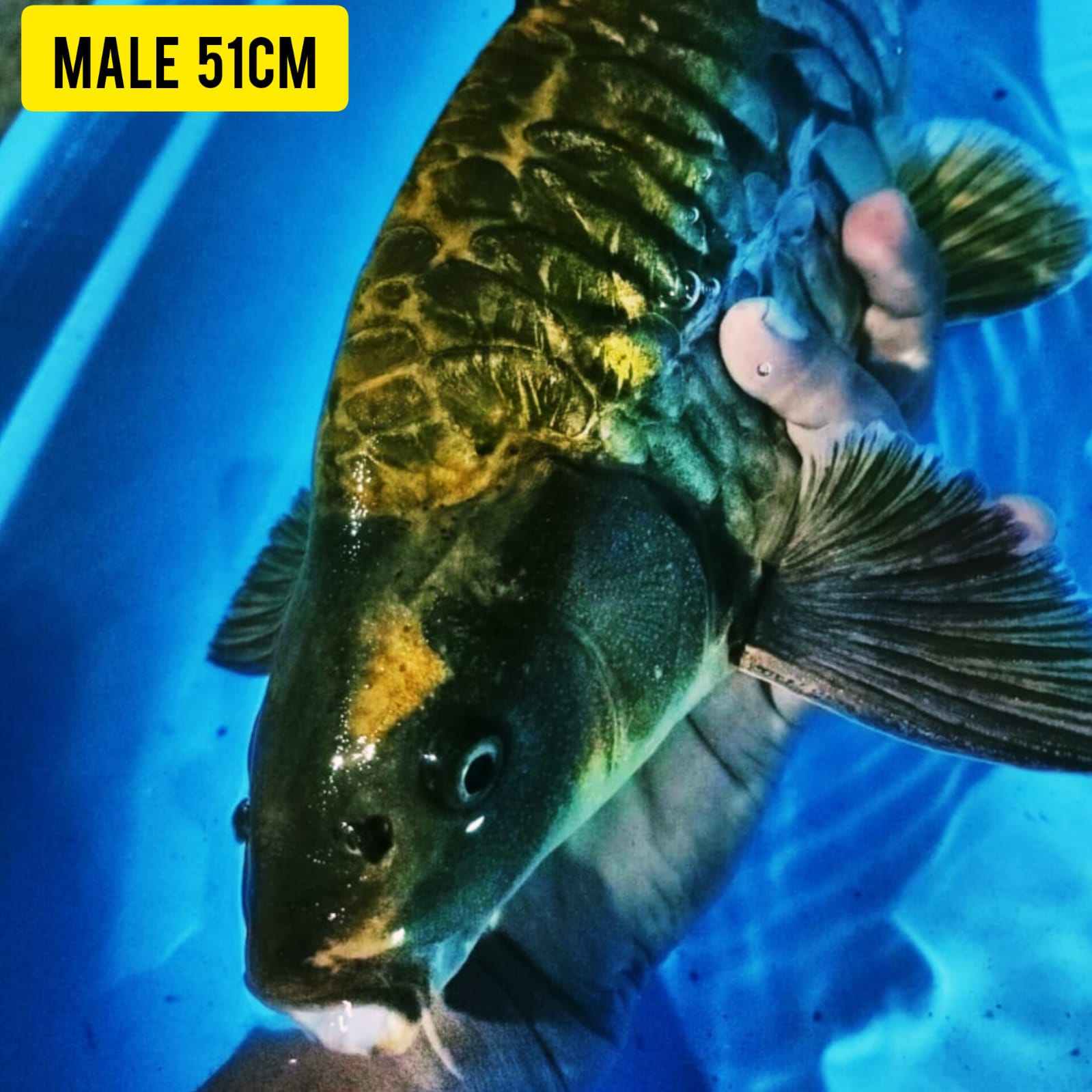 SUPER KOI ANTIK JUMBO ISTIMEWA ARAGOKE MALE LOKASI IKAN DI BLITAR 51cm