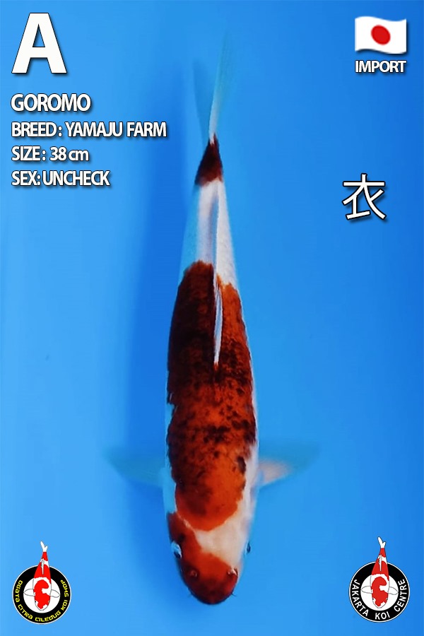 GOROMO 38cm