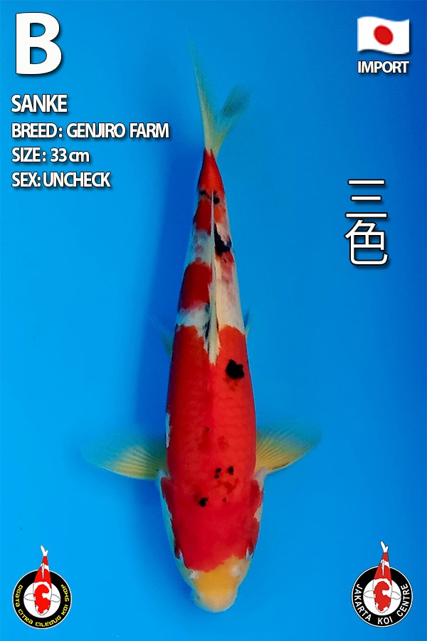 SHANKE 33cm