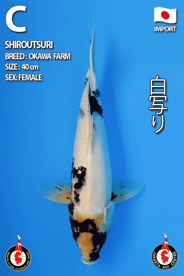 SHIROUTSURI 40cm