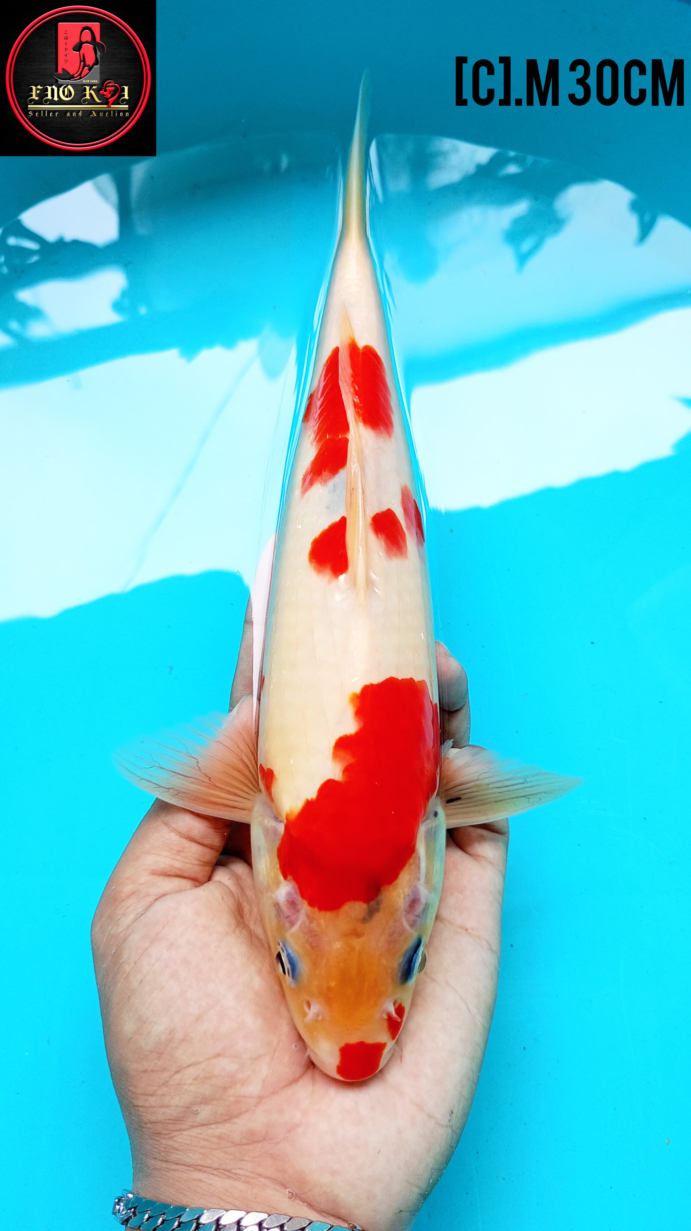 KINDAI SHOWA 30cm