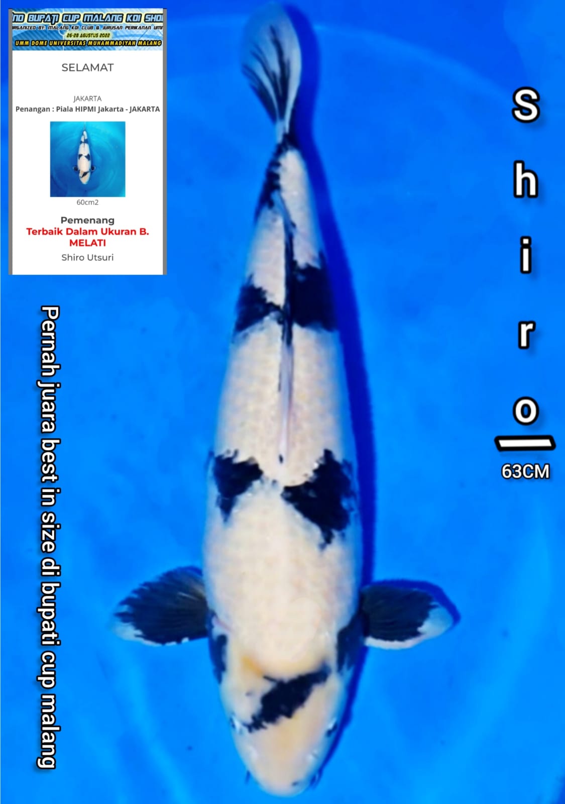 SHIRO JUMBO MALE CALON INDUKAN ATW KOLEKSI KOLAM 63cm