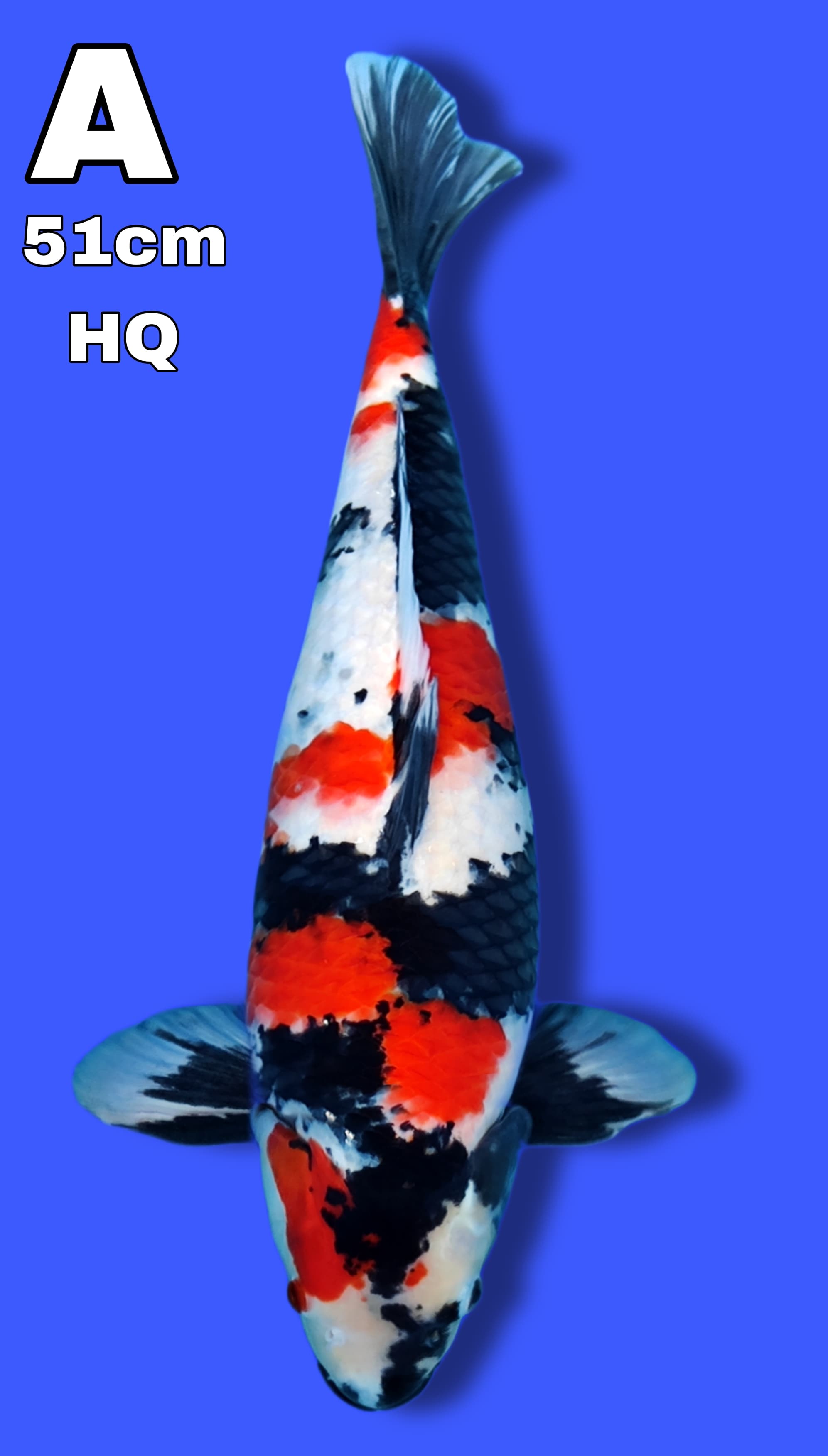 HQ SHOWA GOOD PATTERN SKIN BENI MOTOGORO 51cm