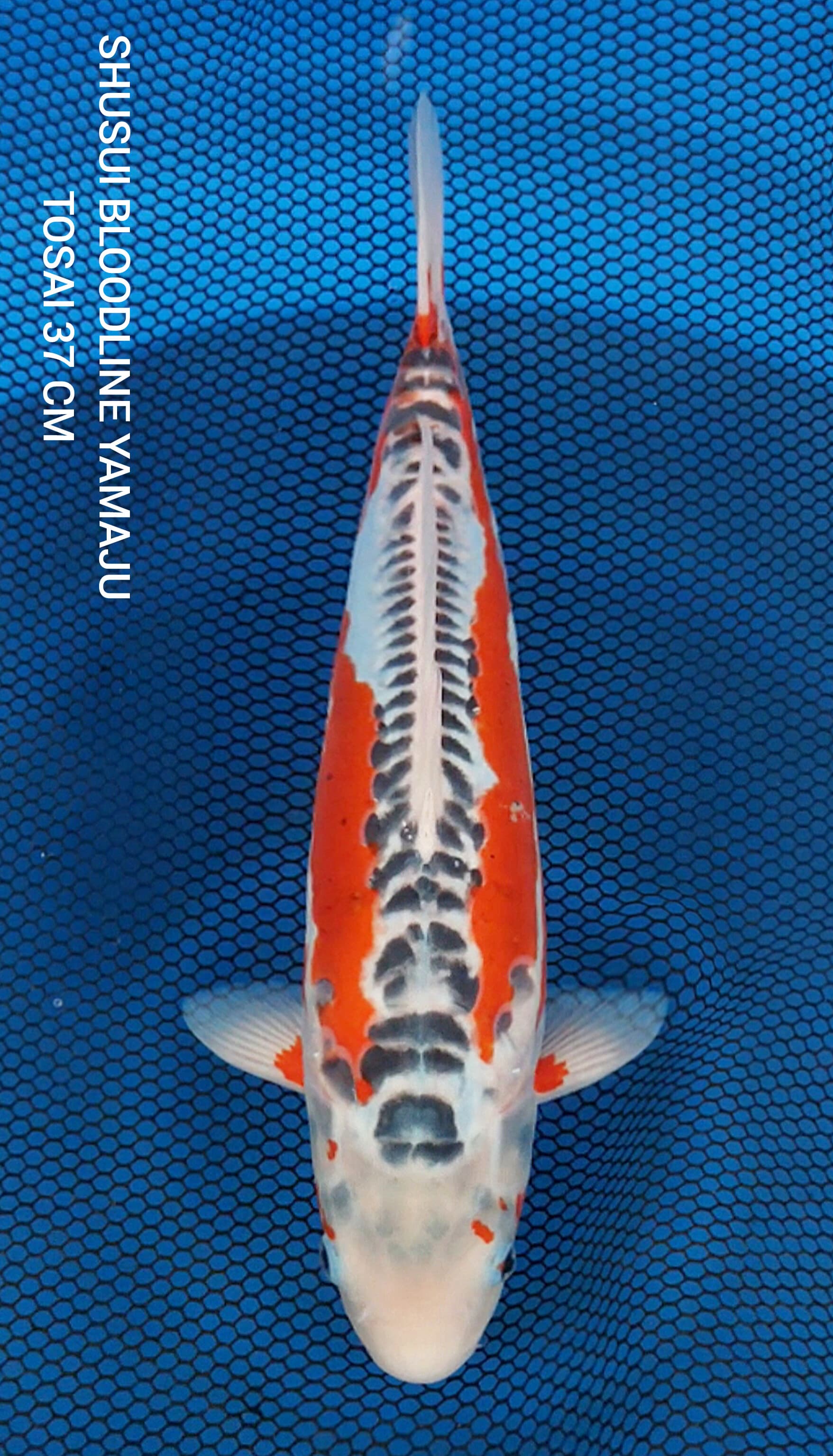 SHUSUI BLOODLINE YAMAJU BAHAN KEEPING 37cm