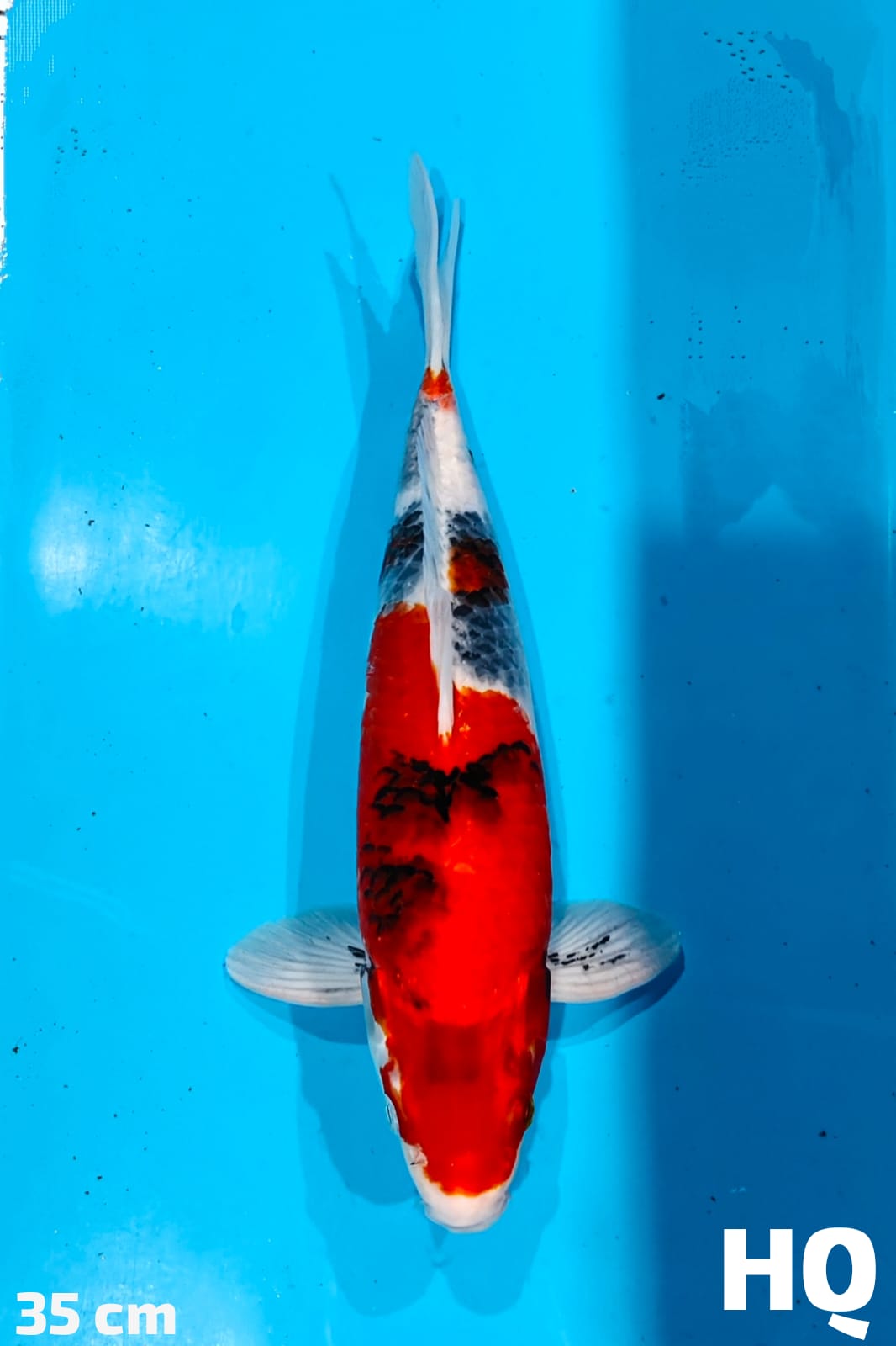 KAGE SHOWA HQ 35cm