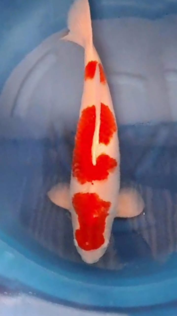 SPECIAL KOHAKU LOKAL BREEDR 60cm