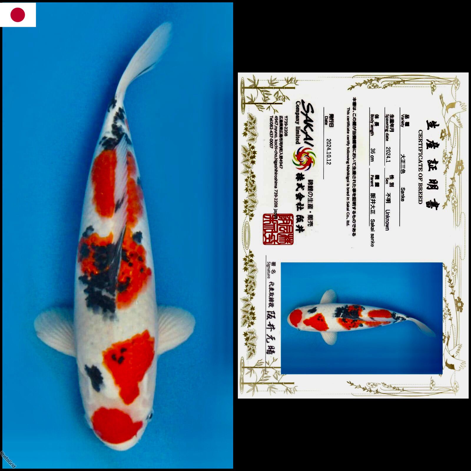 SANKE IMPORT SAKAI MALE 36cm