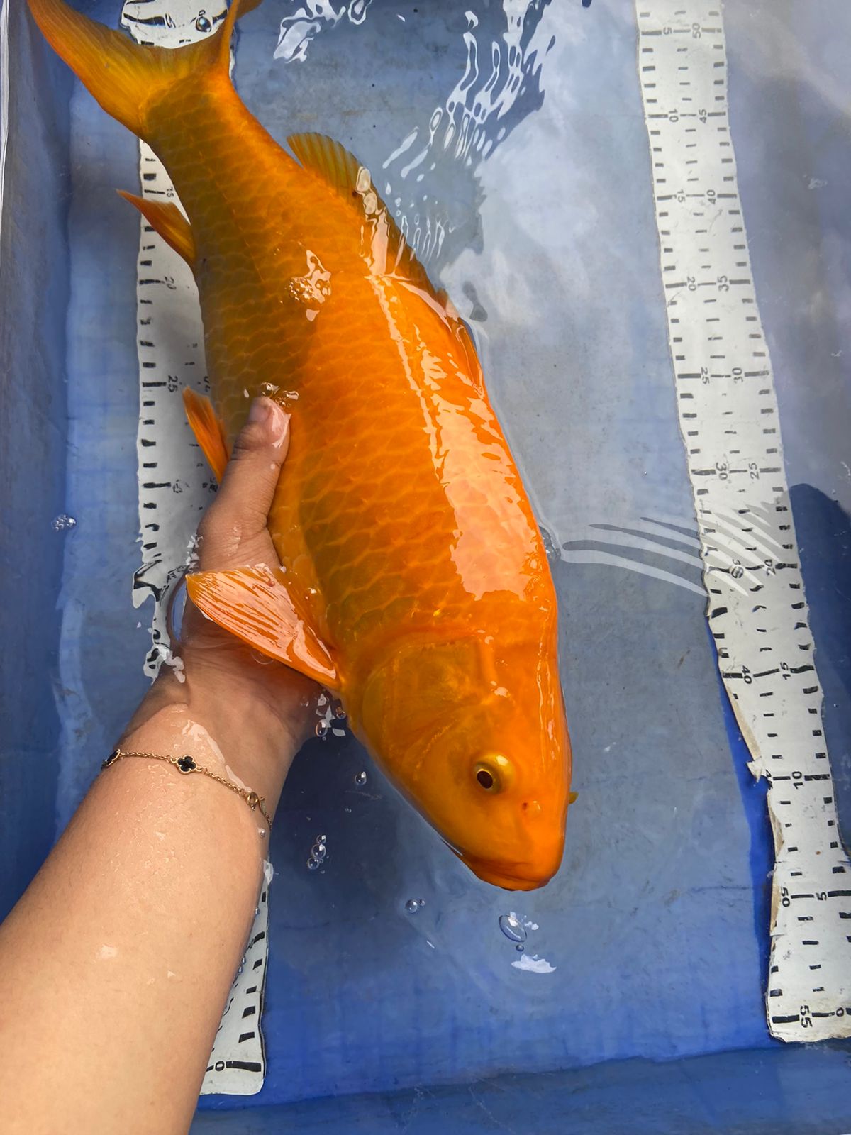 CARAMEL 44cm