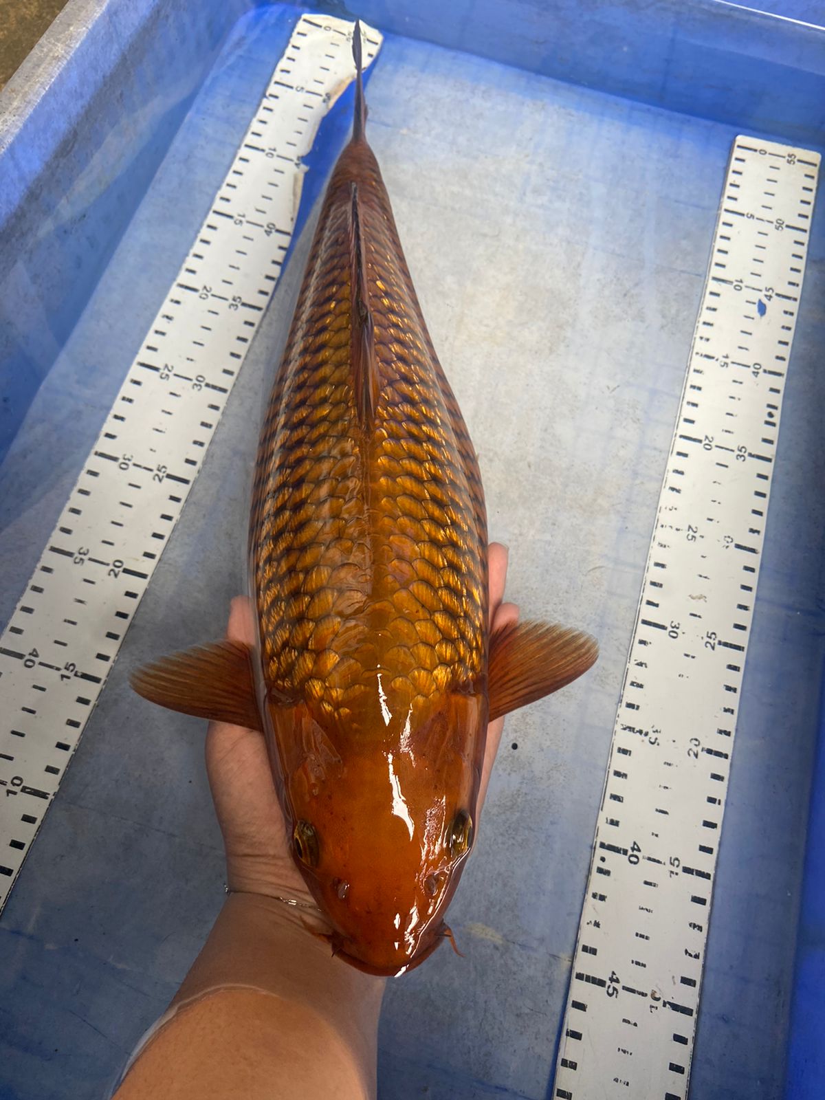 CHAGOI GINRIN 42cm