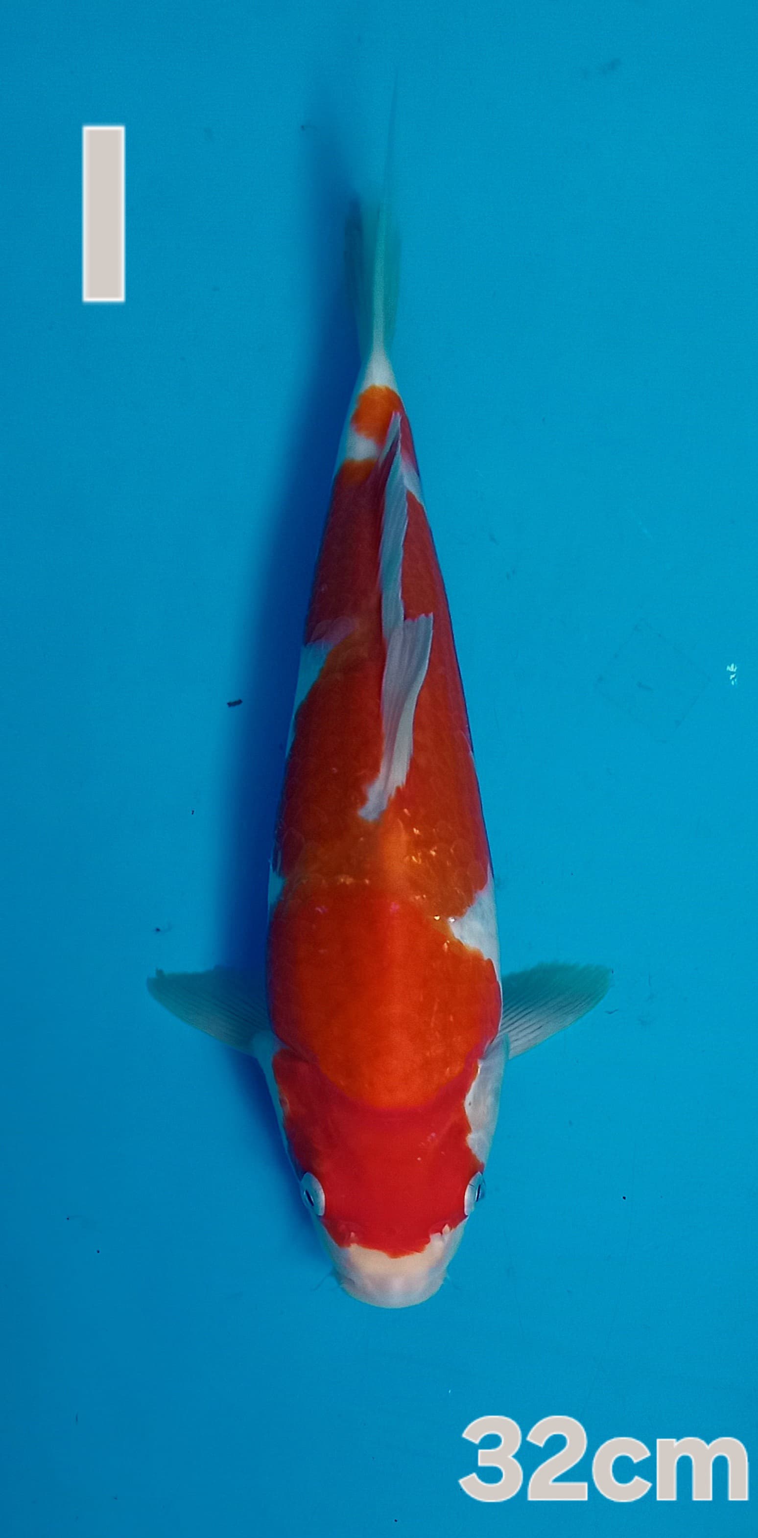 KOHAKU AKF 32cm