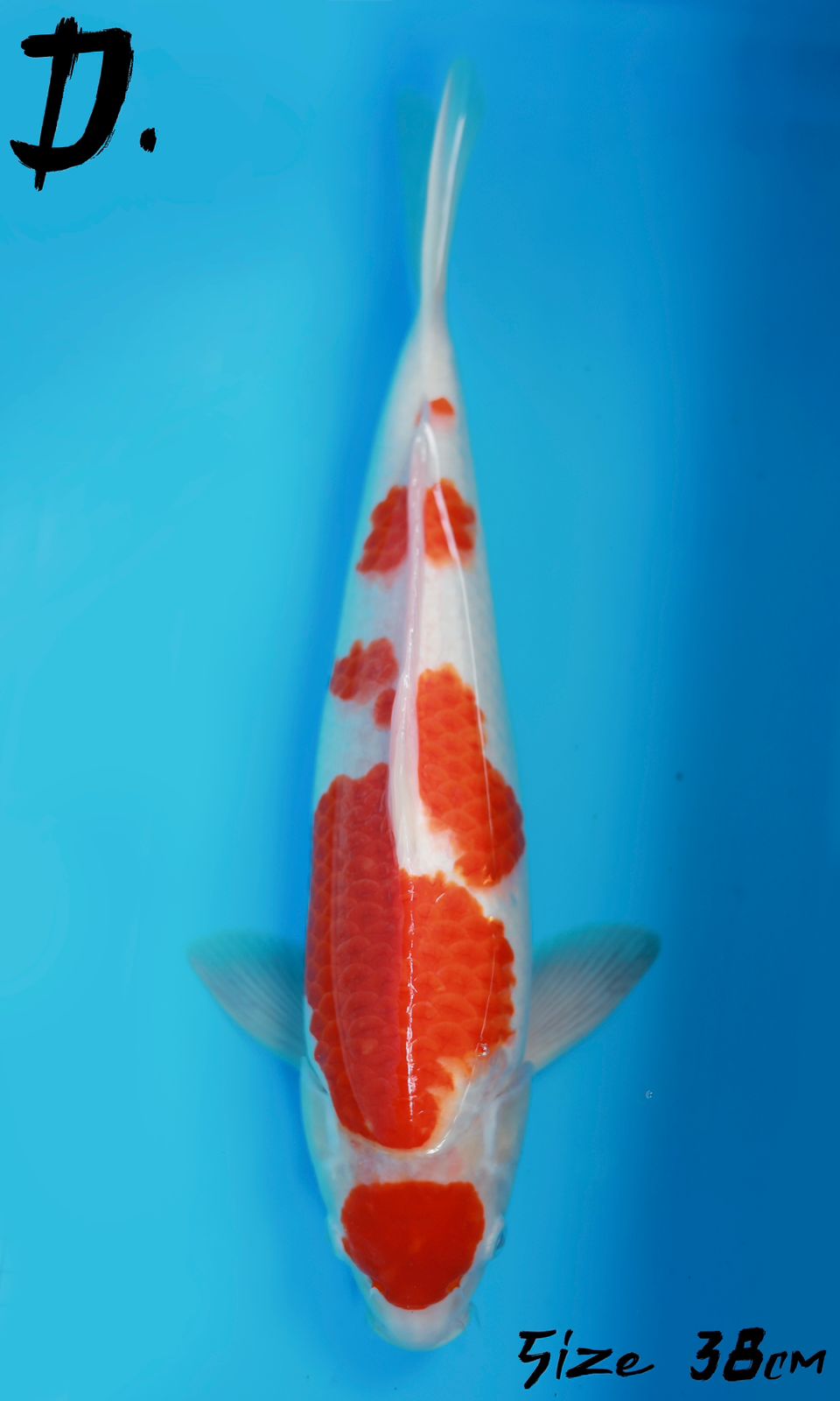 MARUTEN KOHAKU F1 MARUSEI 38cm