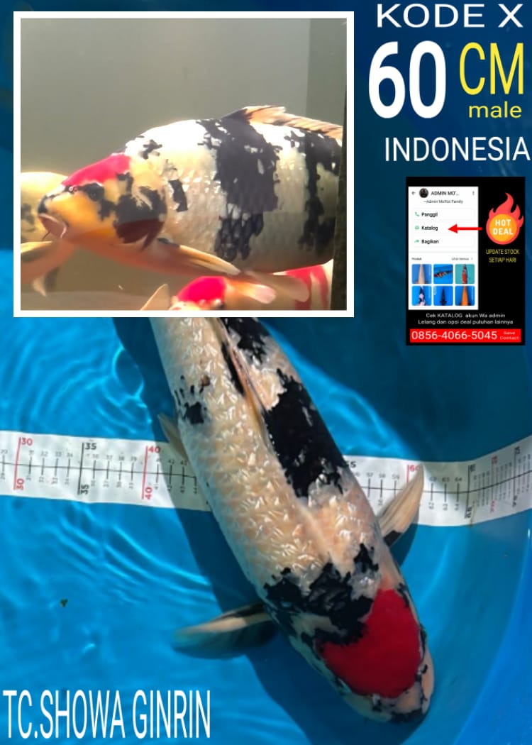 TC SHOWA GINRIN 60cm