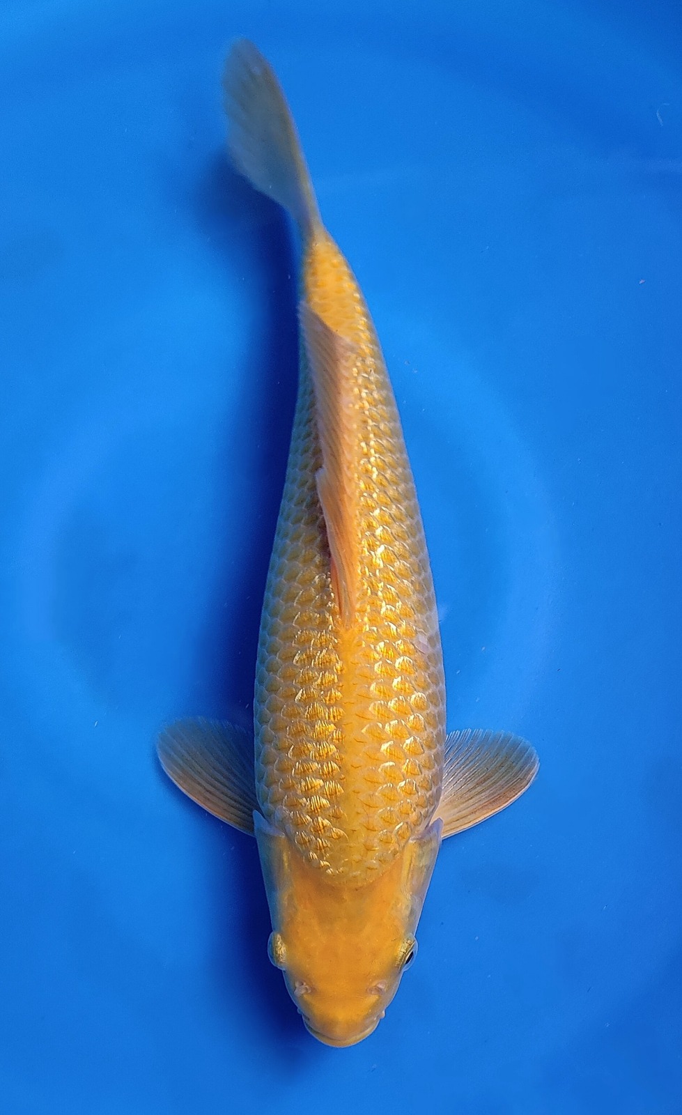 KARASI WASABI GINDRIN GOOD 33cm