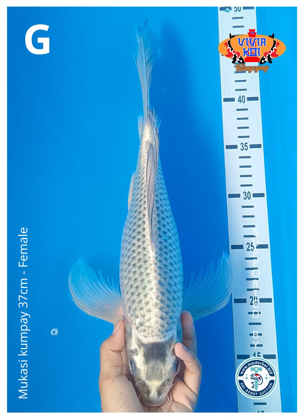 MUKASI KUMPAY 37cm
