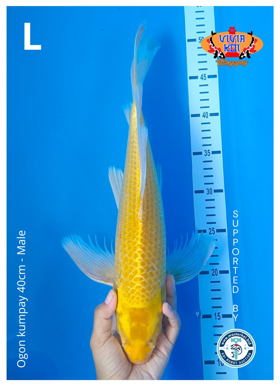 OGON KUMPAY 40cm