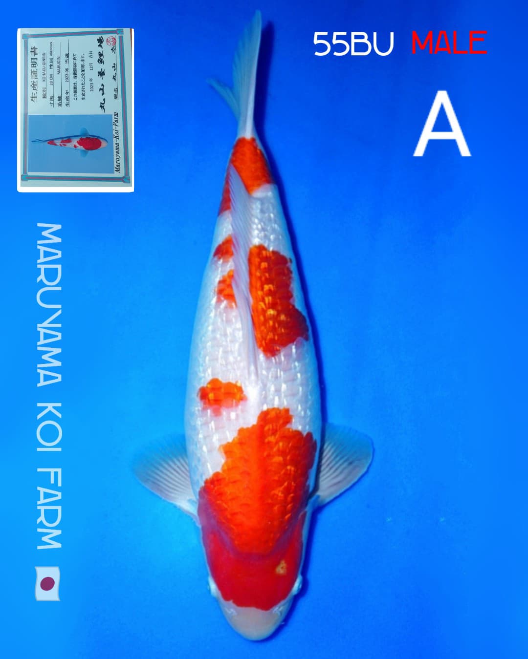 KOHAKU GINRIN IMPORT MARUYAMA MALE 53cm