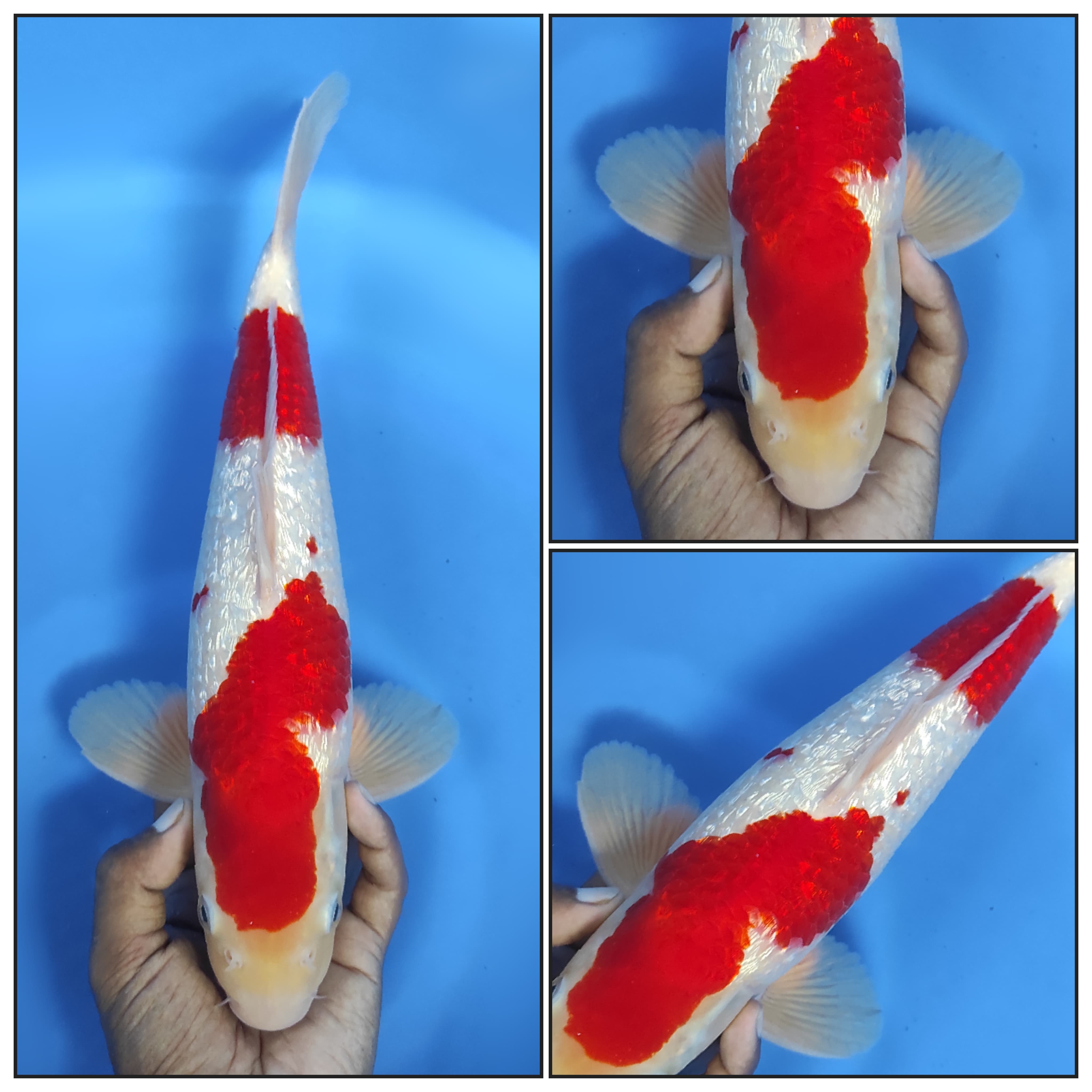 KOHAKU GINRIN MALE 37cm