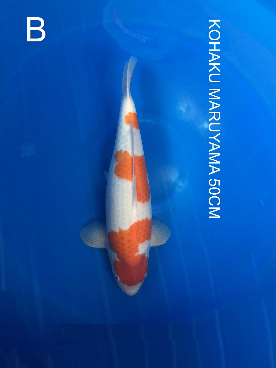 KOHAKU MULUS IMPOR 50cm