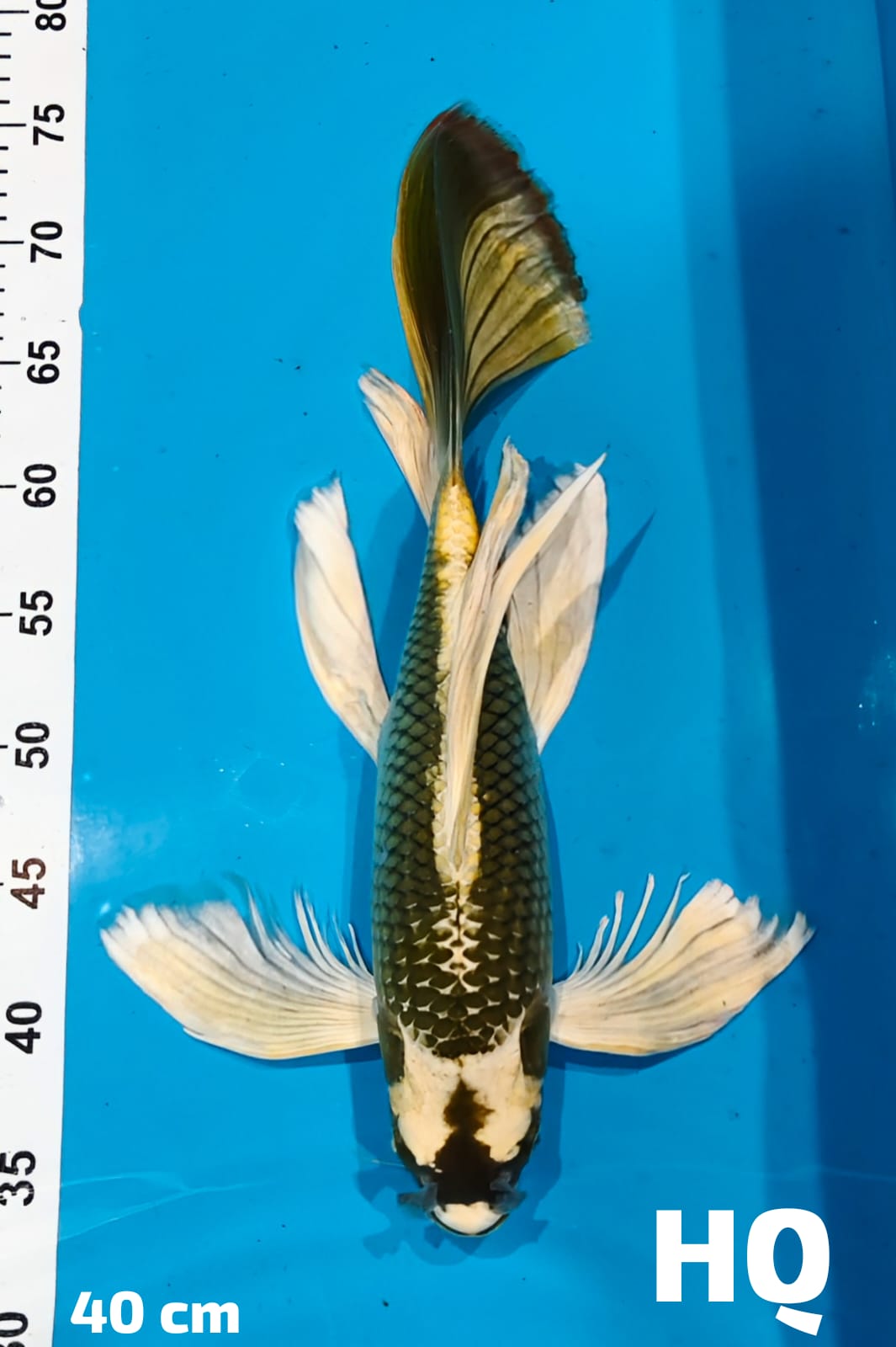KUMPAY KABUTO HQ GONDRONG 40cm