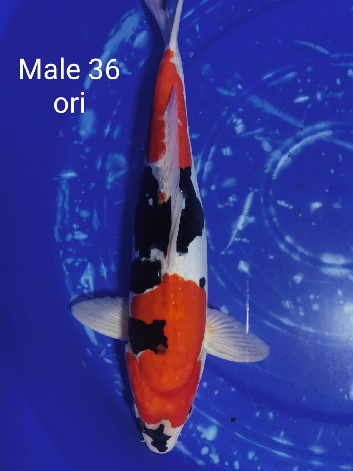 SHOWA DOITSU 36cm