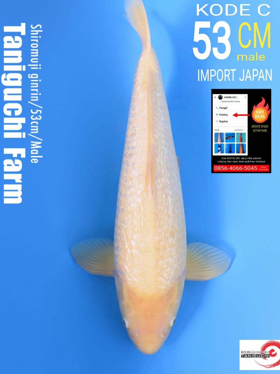 SHIROMUJI GINRIN TANIGUCHI 53cm