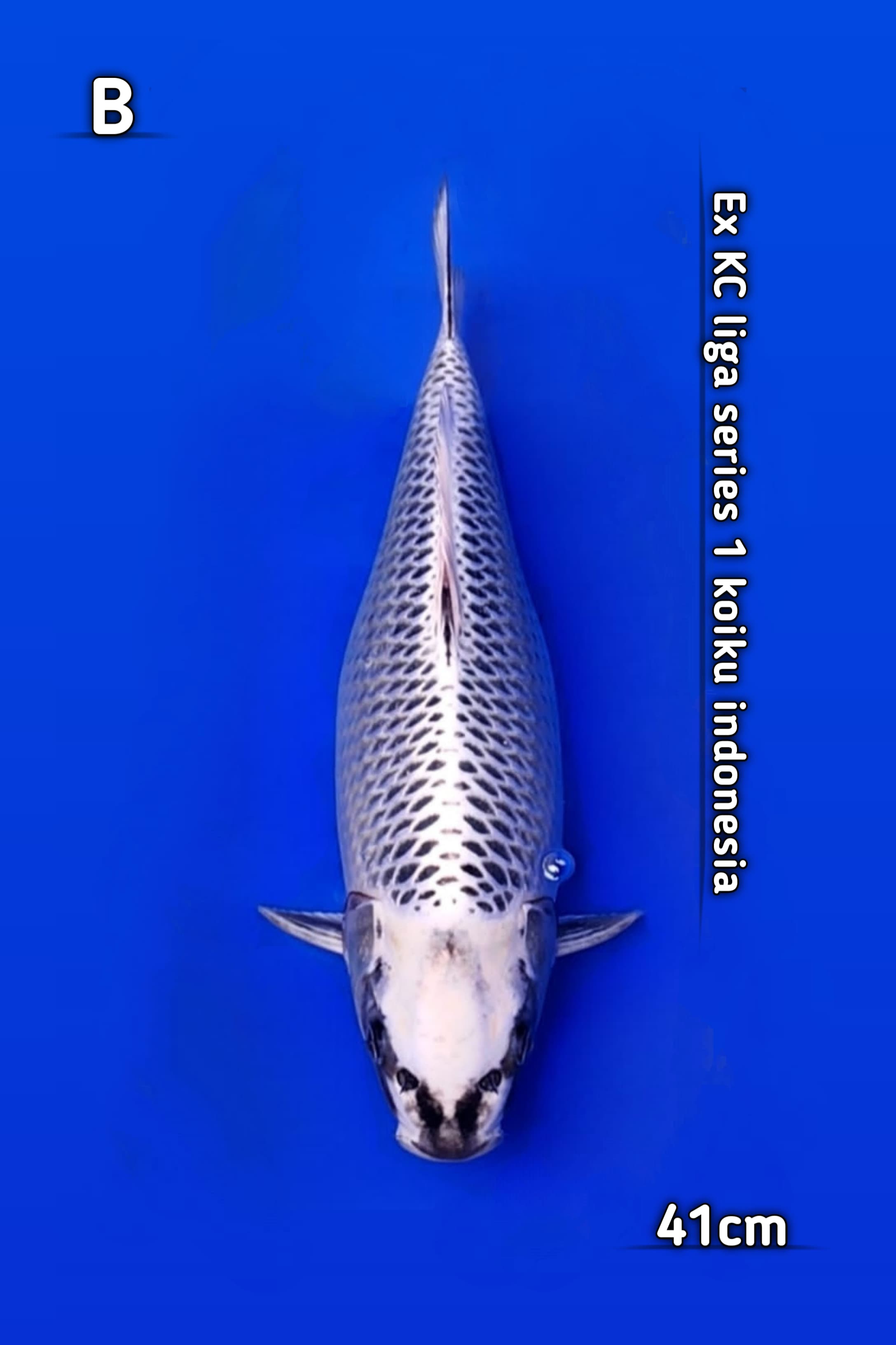 GIN MATSUBA EX KC LIGA SERIES 1 KOIKU INDONESIA 41cm