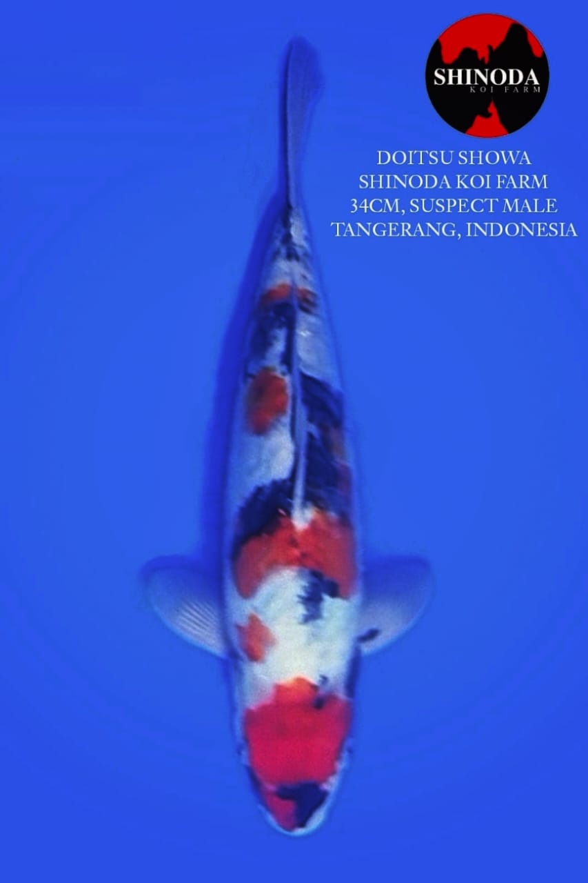 SHOWA DOITSU SHINODA FARM 34cm