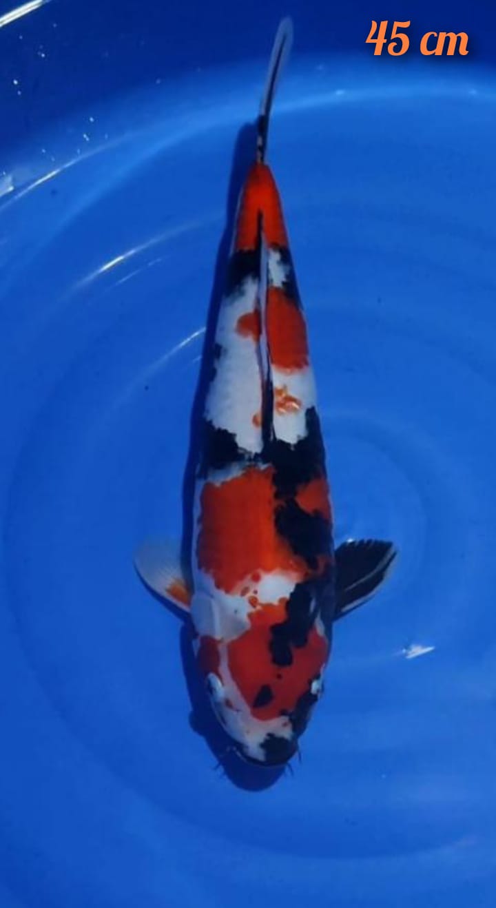 SHOWA 45cm