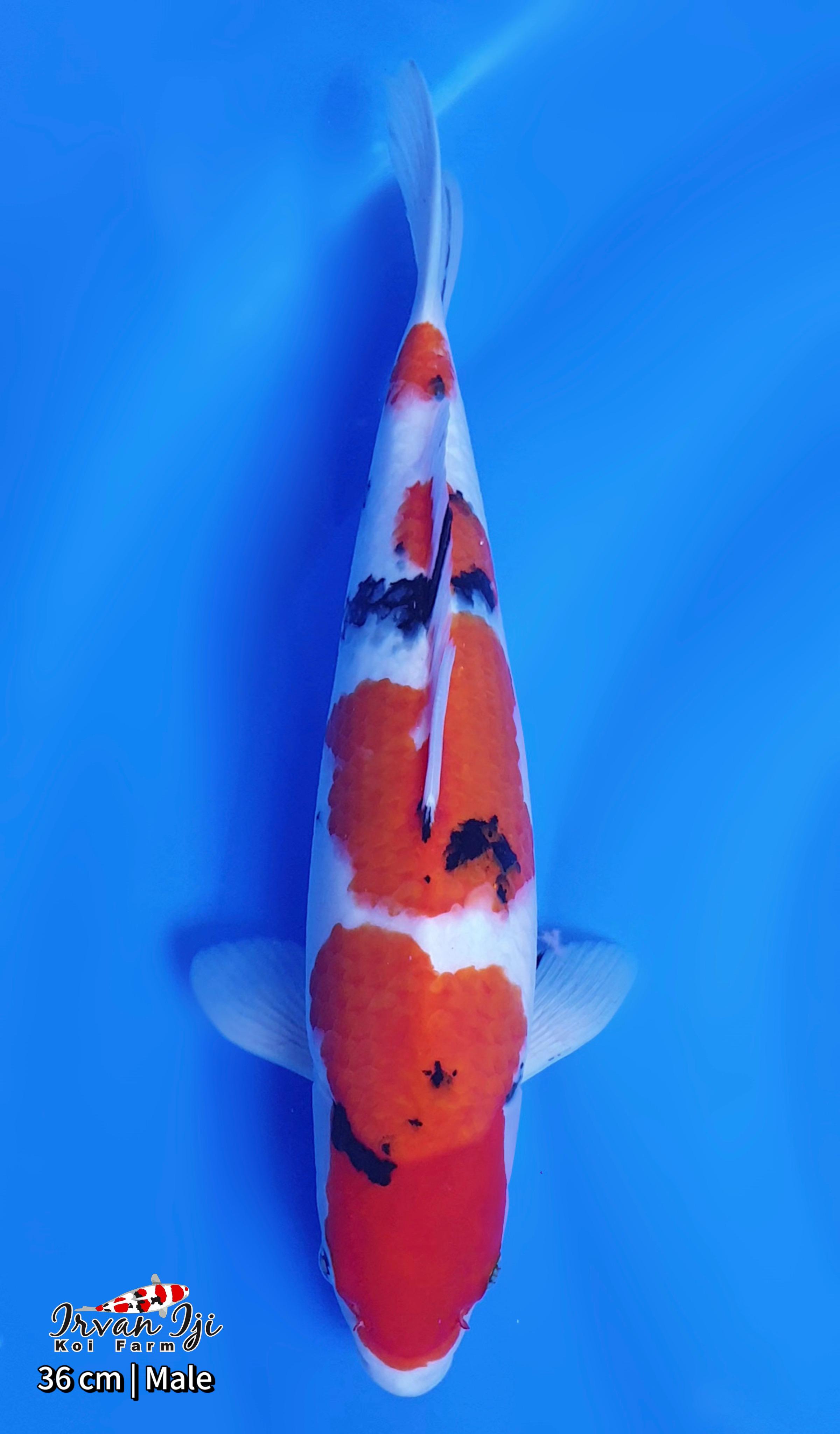 SHOWA TATEGOI 36cm