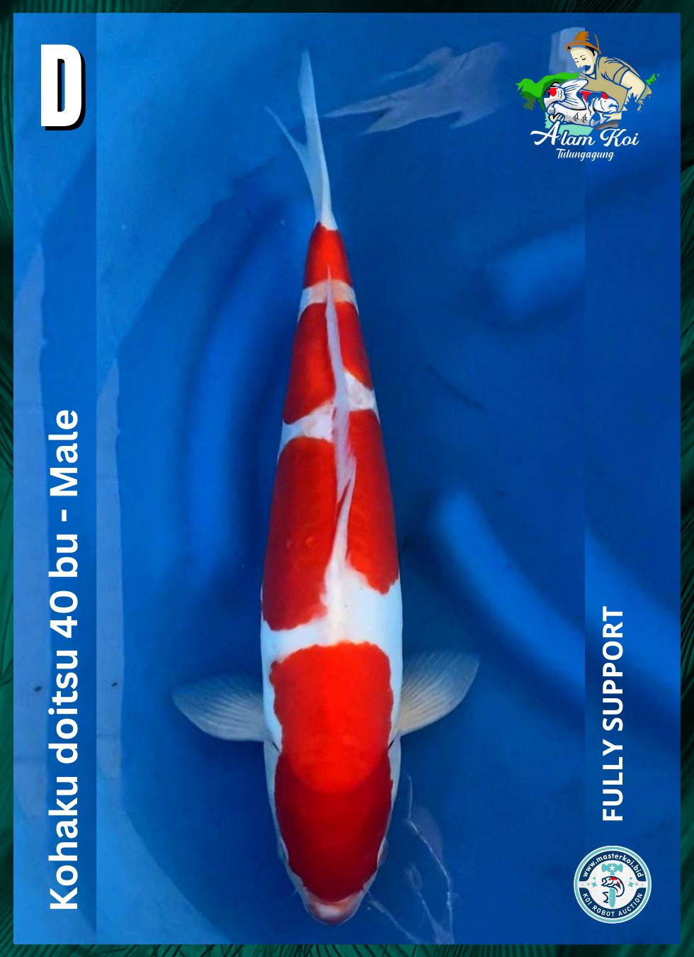 KOHAKU DOITSU 40BU