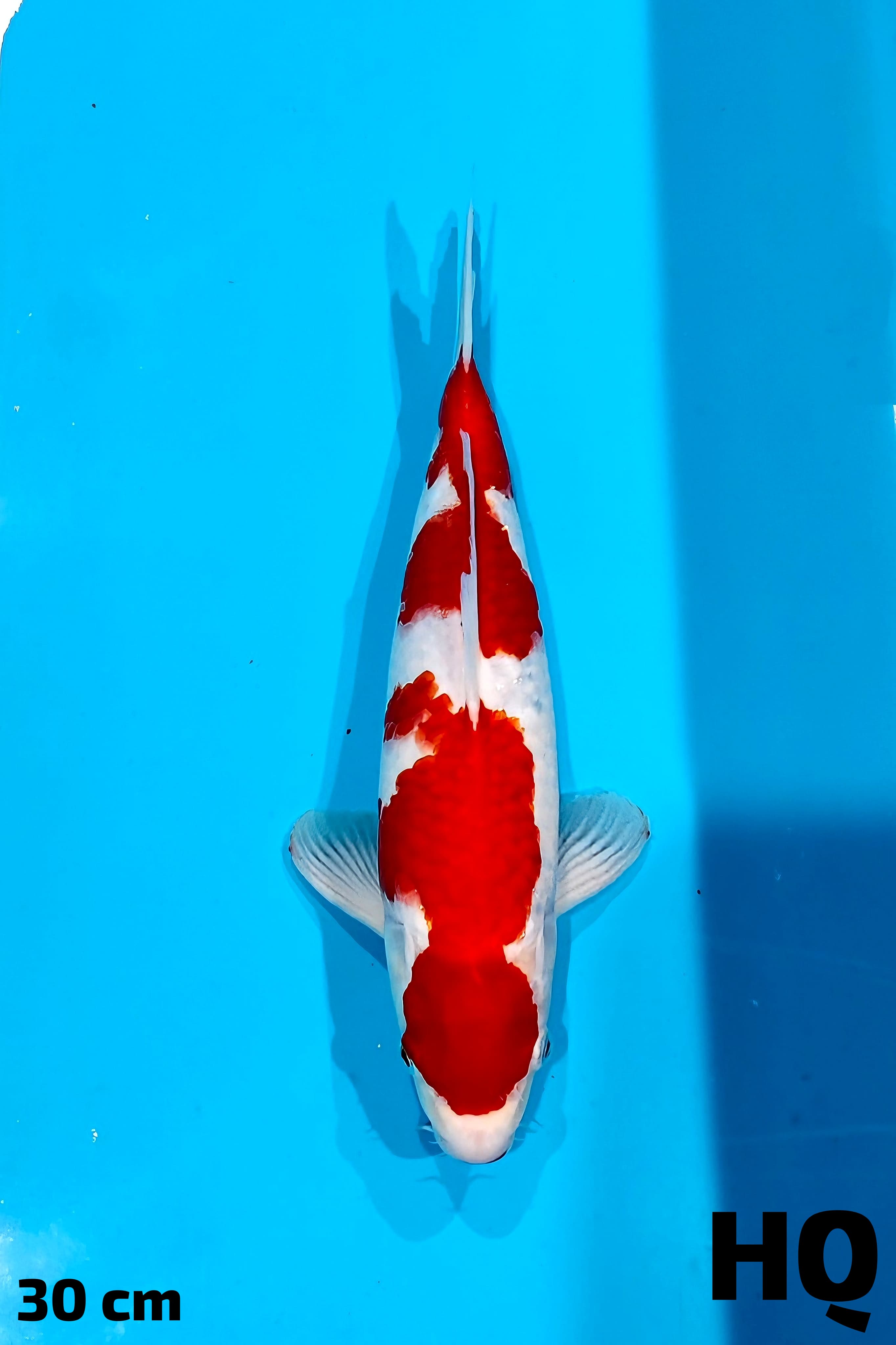 KOHAKU HQ 30cm