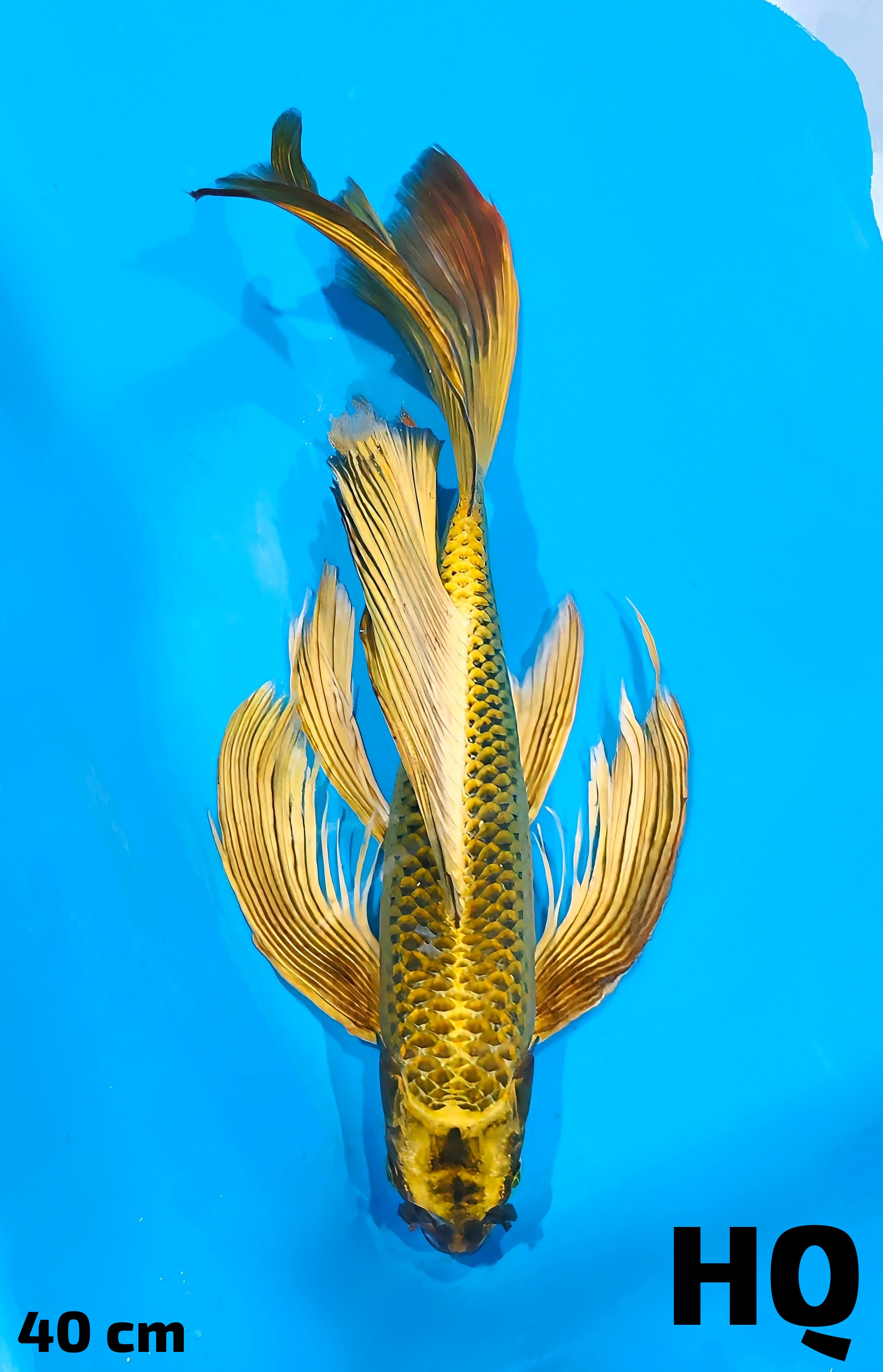KUMPAY MUKASI GOLD HQ GONDRONG 40cm