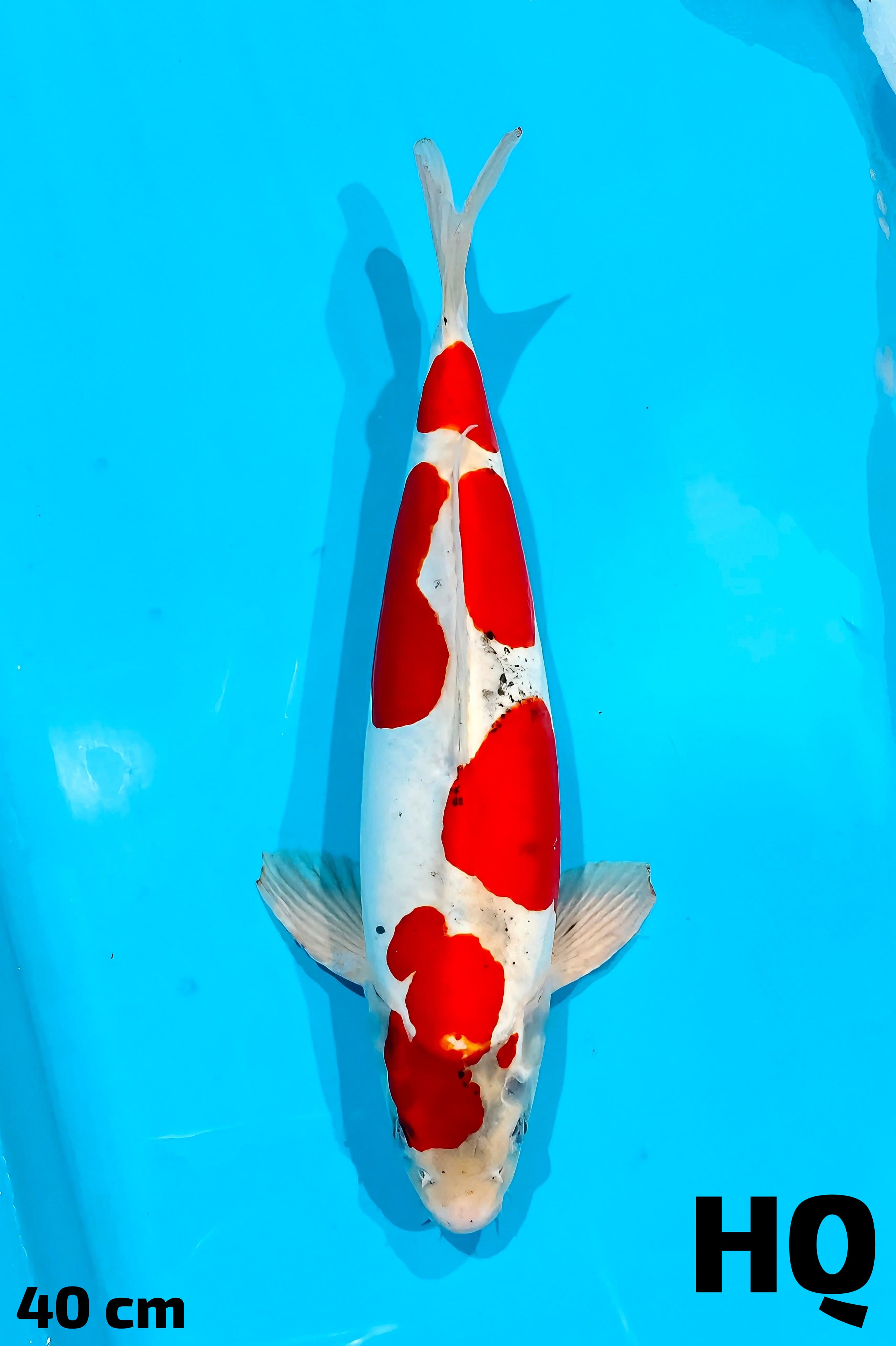 KIKO HQ 40cm