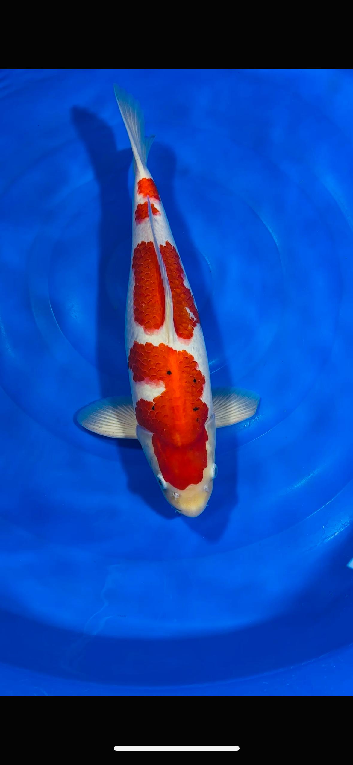 SANKE 45cm