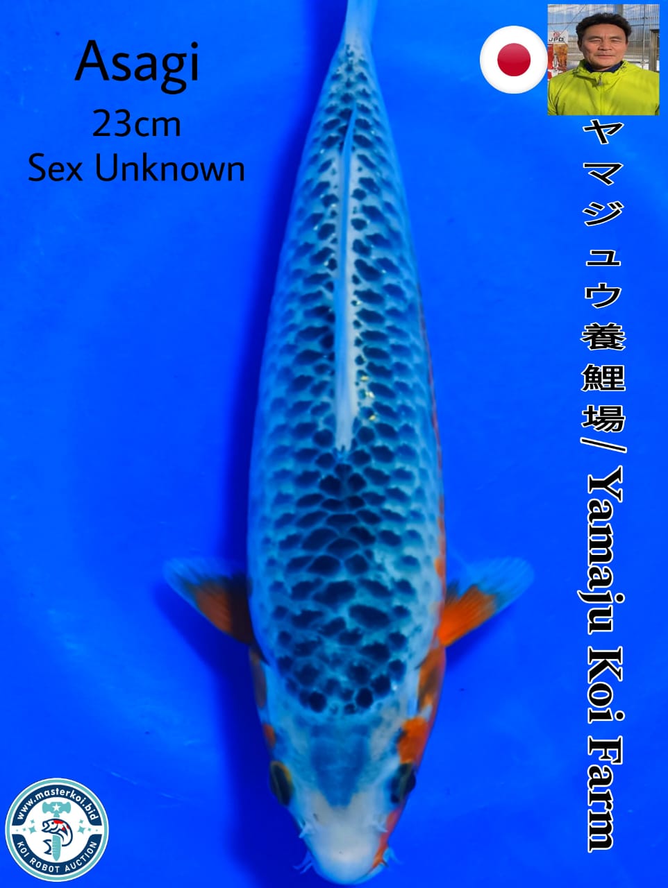 SUPERB ASAGI IMPORT FROM YAMAJU KOI FARM 23cm