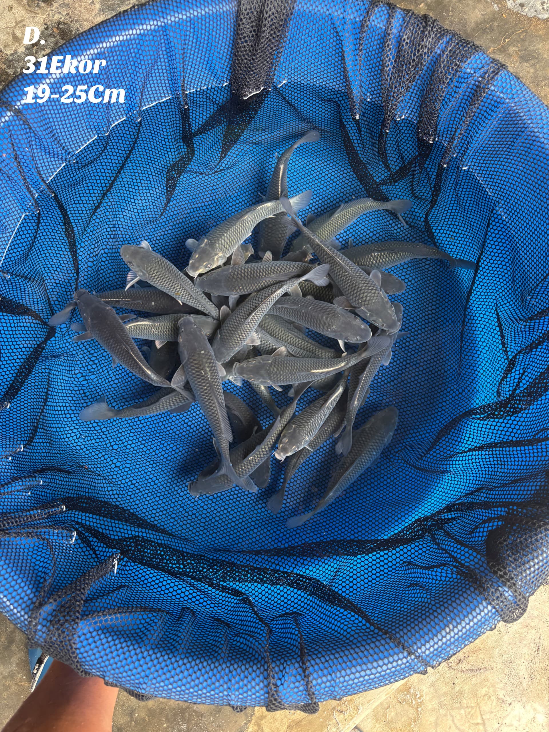 SUPER PAKET SPECIAL BLUE SORAGOI BAKAT JUMBO RING RAPI RAPI 31 EKOR 19 25cm