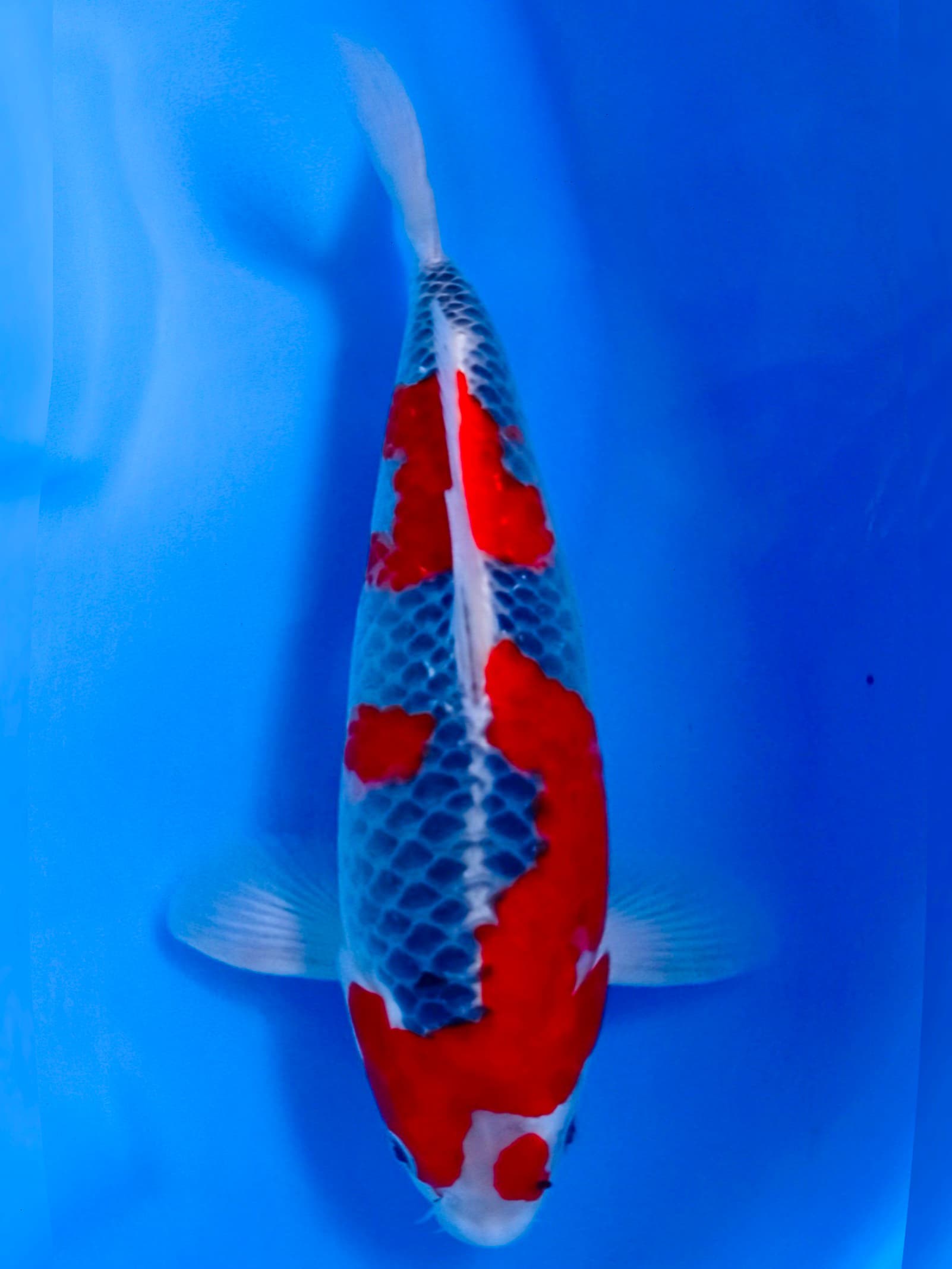 GOSHIKI SHOW QUALITY 35cm