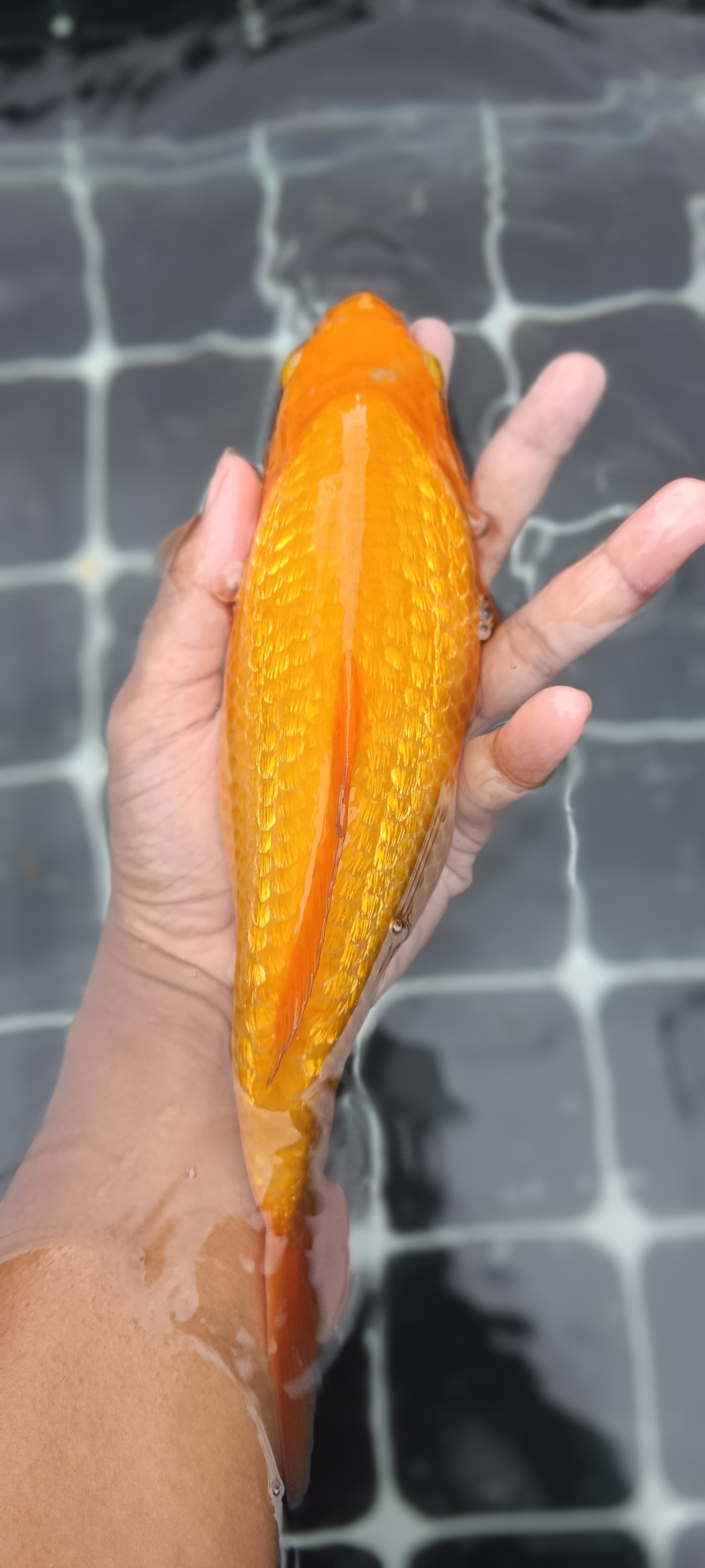 RED KARASI GINRIN 29cm