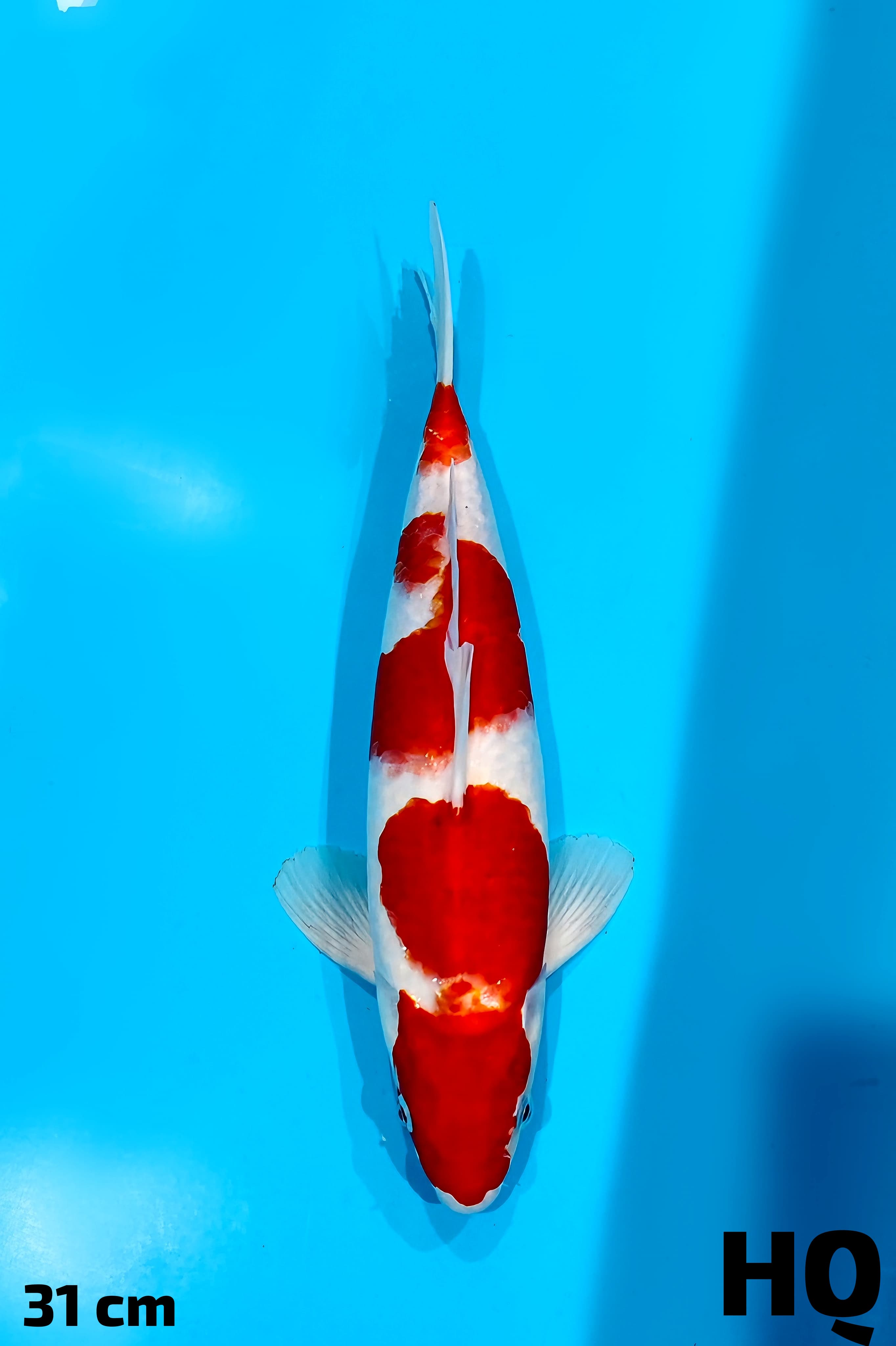 KOHAKU HQ 31cm
