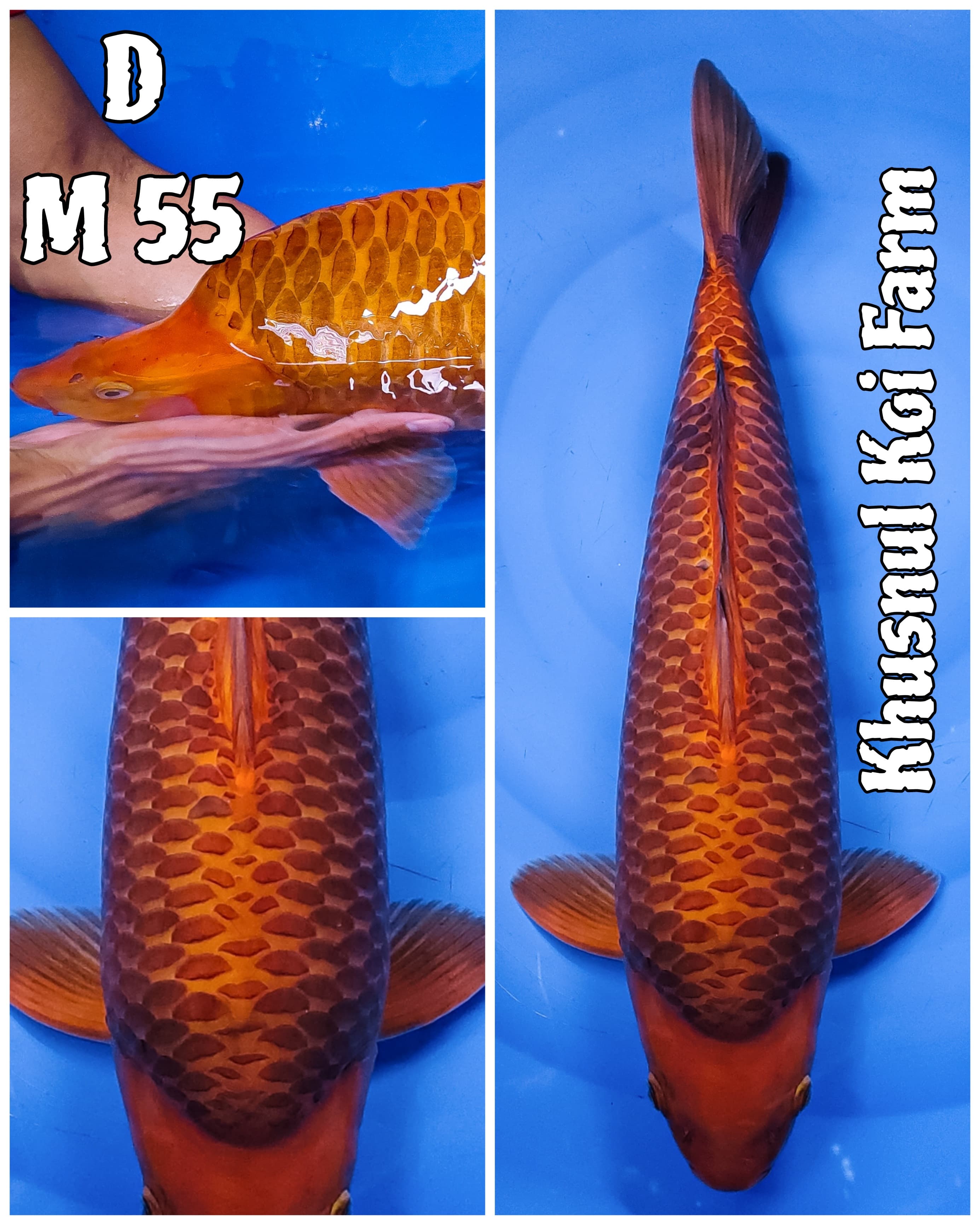 KARAMEL KKF BERPUNUK 55cm