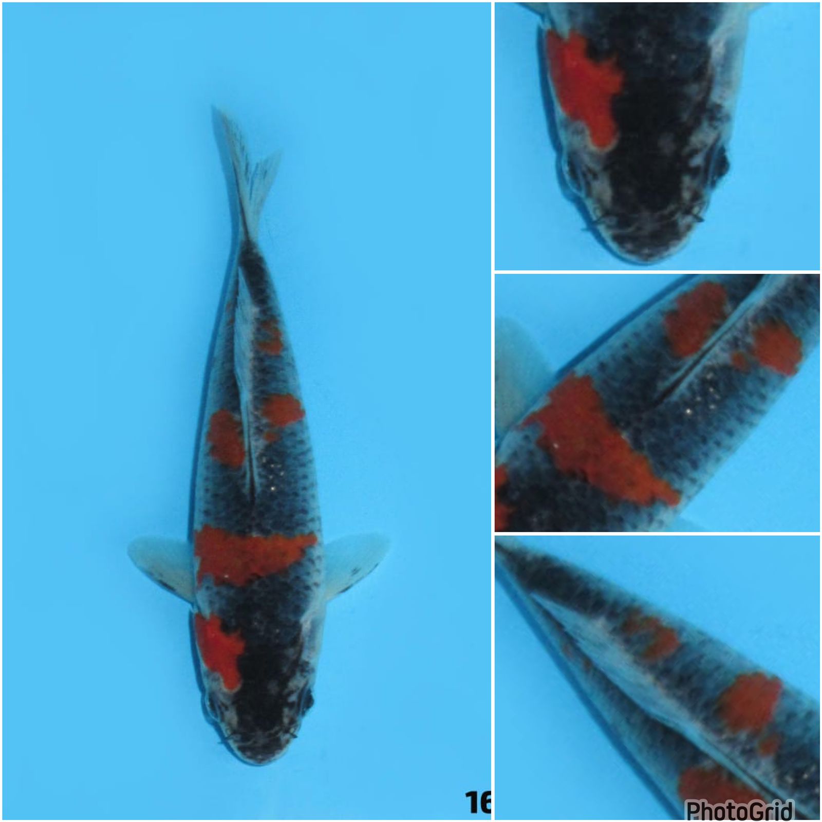 IMPORT KURO GOSHIKI NON SERTIFIKATMALE 16cm