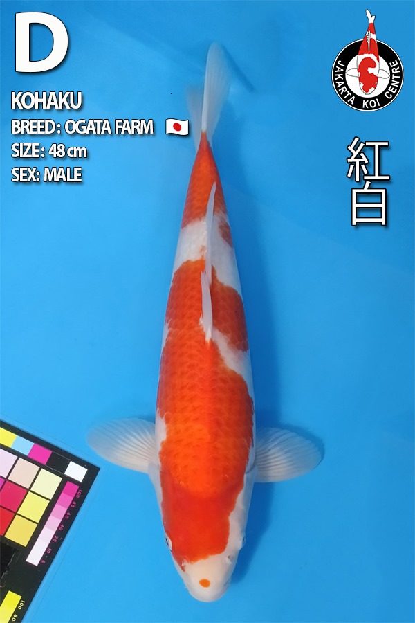 KOHAKU 48cm