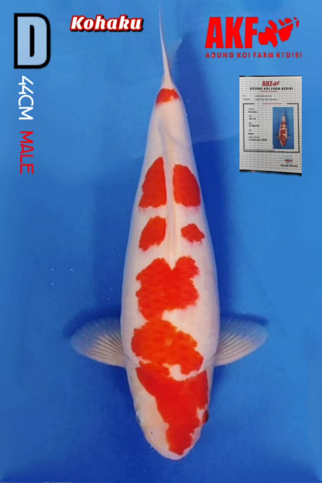 KOHAKU AKF MALEBULKY 44cm