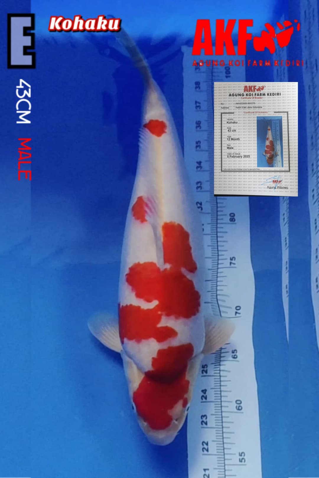 KOHAKU AKF MALEBULKY 43cm