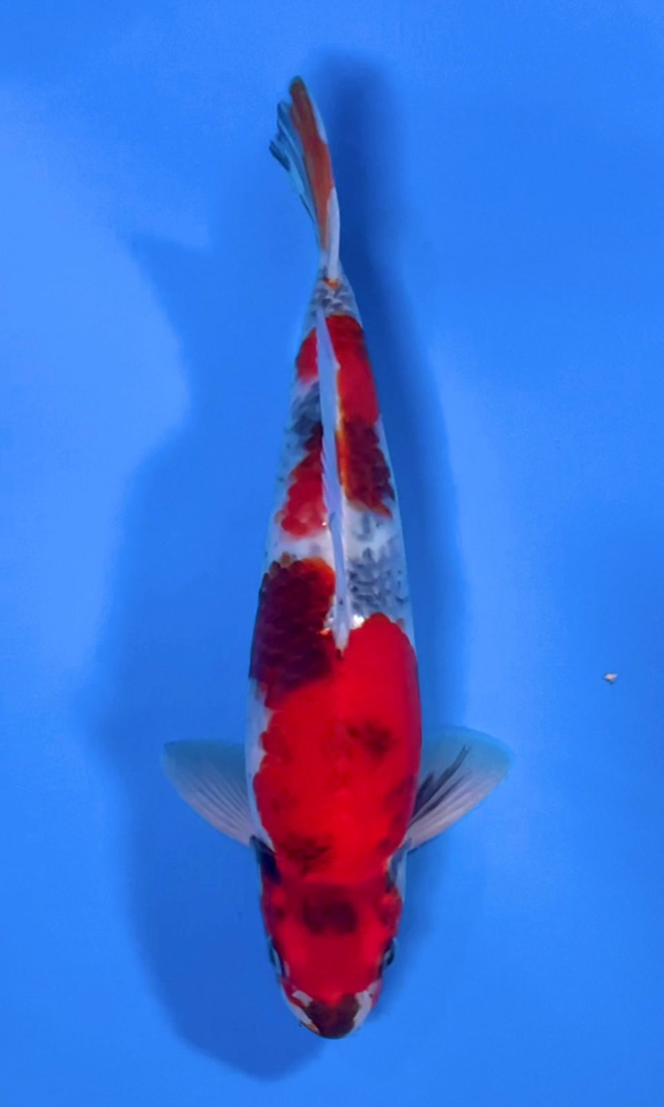 SHOWA MALE 38cm